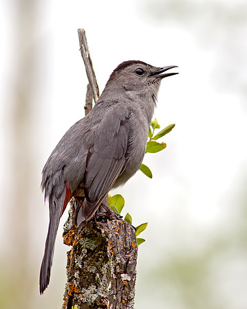 Gray Catbird