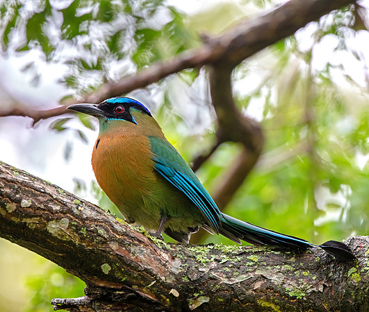 Lesson's Motmot