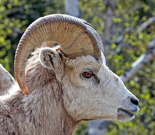 Bighorn Sheep - male