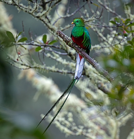 Resplendent Quetzal
