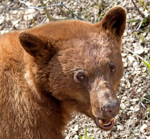 Black Bear - cinnamon coloured