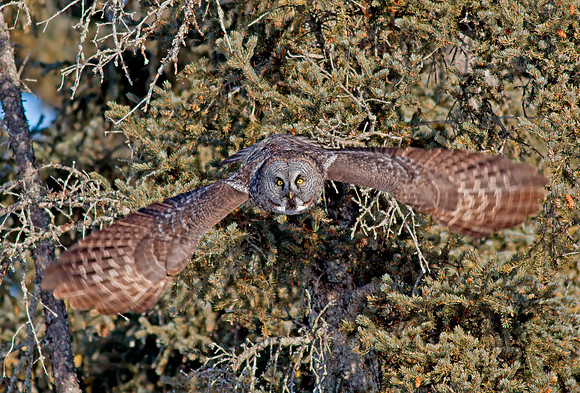 Great Gray Owl