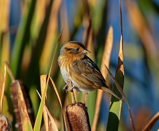 Nelson's sparrow