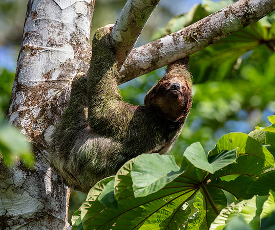 Brown-throated Sloth (Three-toed)