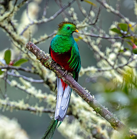 Resplendent Quetzal