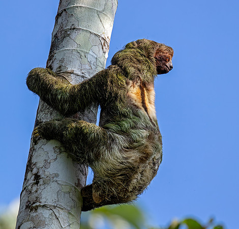 Brown-throated Sloth (Three-toed)