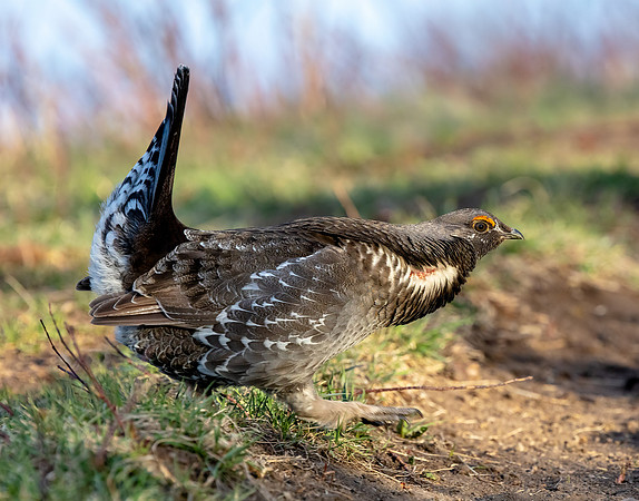 Dusky Grouse - male