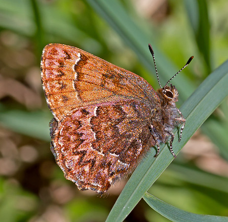 Western Pine Elfin (Callophrys eryphon)