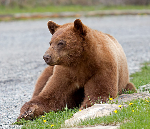 Black Bear - cinnamon coloured