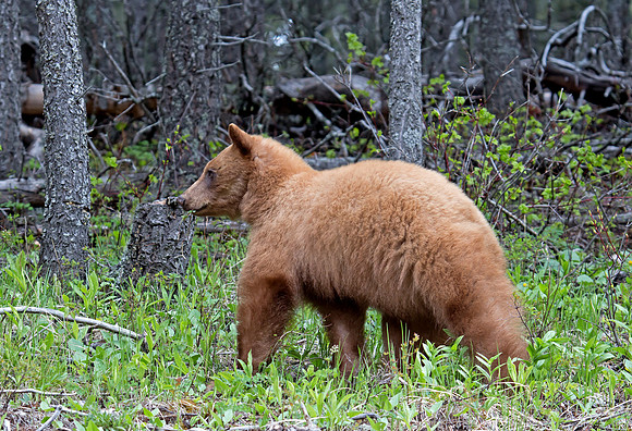 Young Black Bear