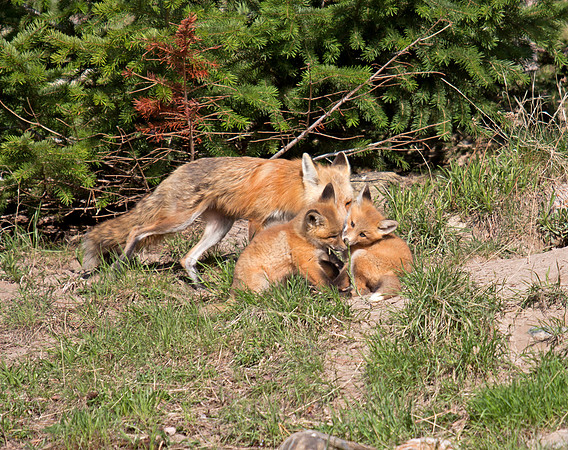 Red Fox