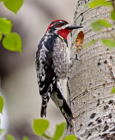 Red-naped Sapsucker - male