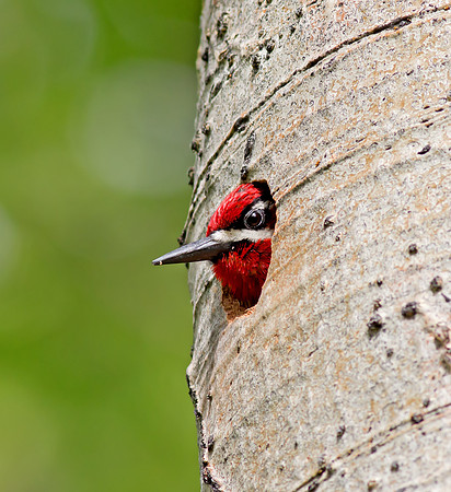 Red-naped Sapsucker - peeking