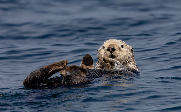 Sea otter relaxing