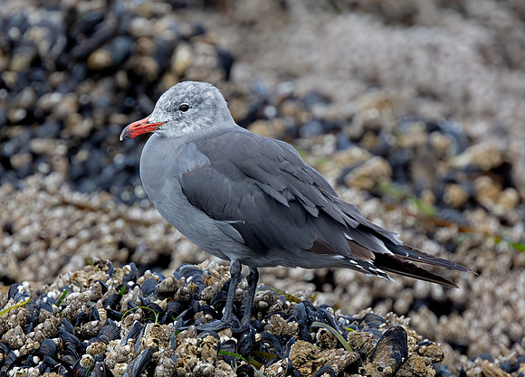 Heermann's Gull