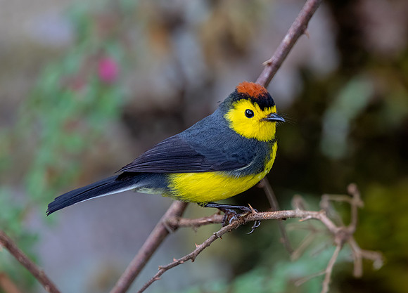 Collared Redstart