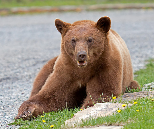 Black Bear - cinnamon coloured