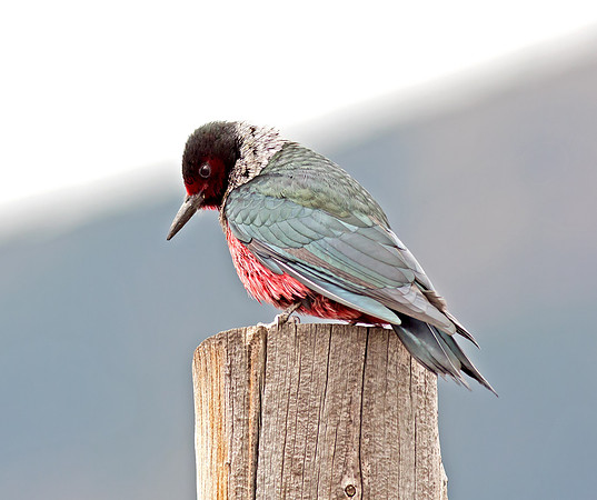 Lewis's Woodpecker