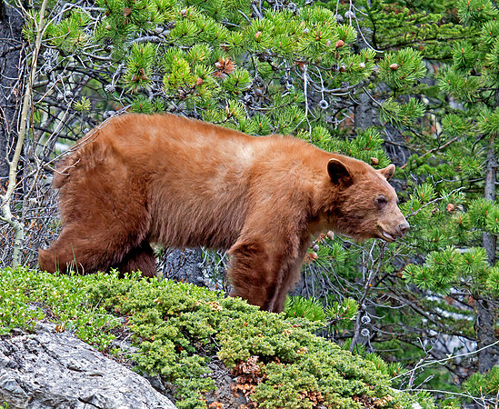 Black Bear - cinnamon coloured