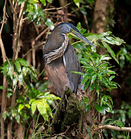 Bare-throated Tiger-heron