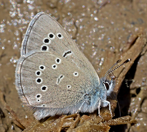 Silvery Blue (Glaucopsyche lygdamus)