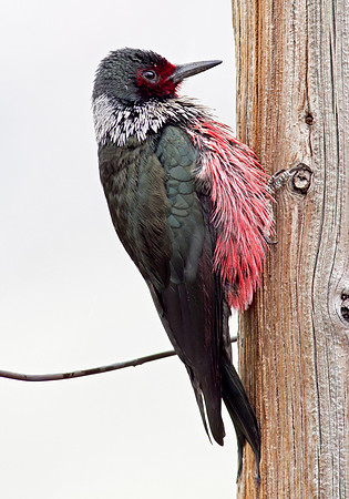 Lewis's Woodpecker