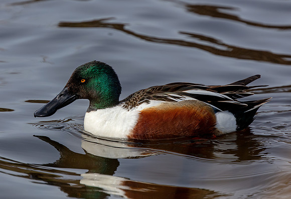 Northern Shoveler