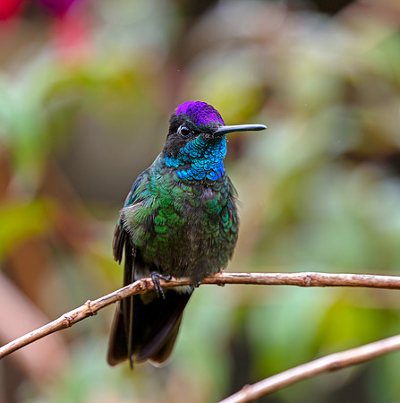 Talamanca Hummingbird perching