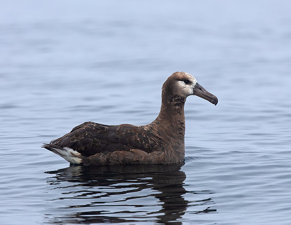 Black-footed Albatross