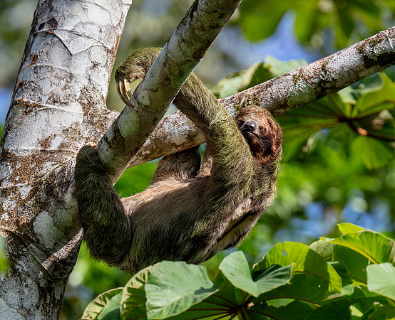 Brown-throated Sloth (Three-toed)