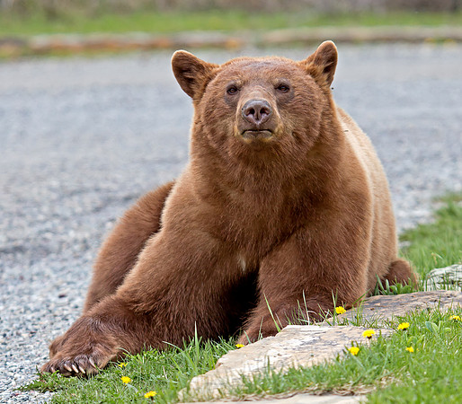 Black Bear - cinnamon coloured