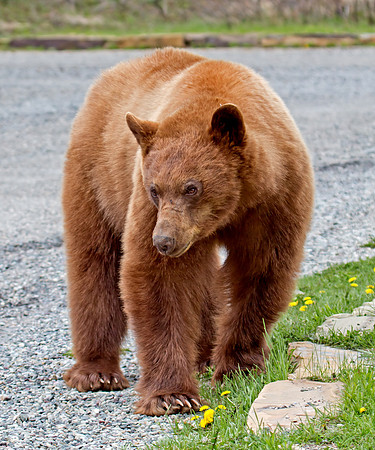 Black Bear - cinnamon coloured