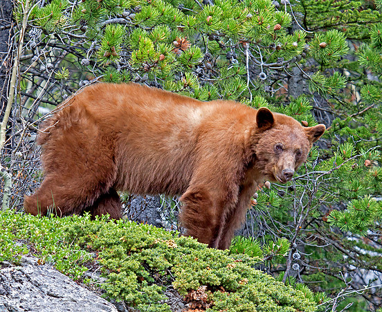 Black Bear - cinnamon coloured