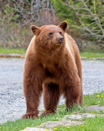 Black Bear - cinnamon coloured