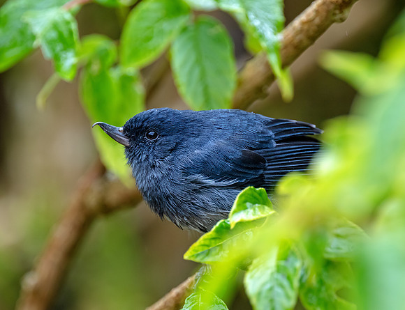 Slaty Flowerpiercer