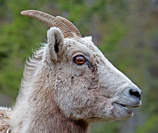 Bighorn sheep - female