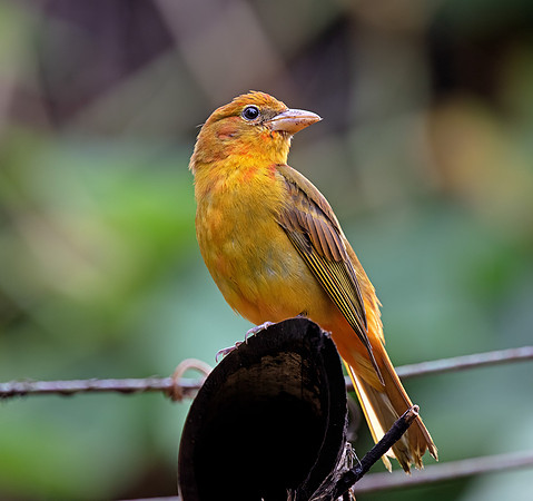 Summer Tanager - juvenile male