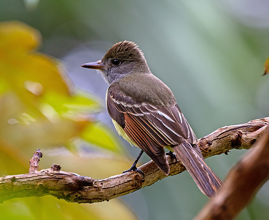 Great Crested Flycatcher