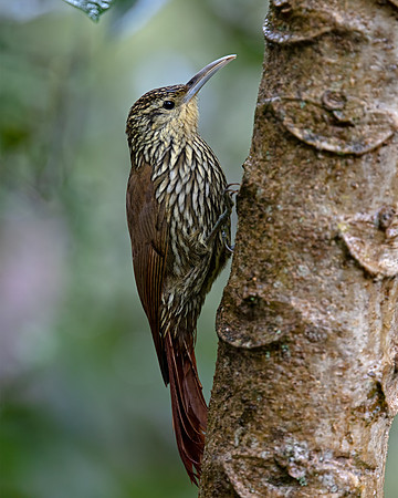 Spot-crowned Woodcreeper
