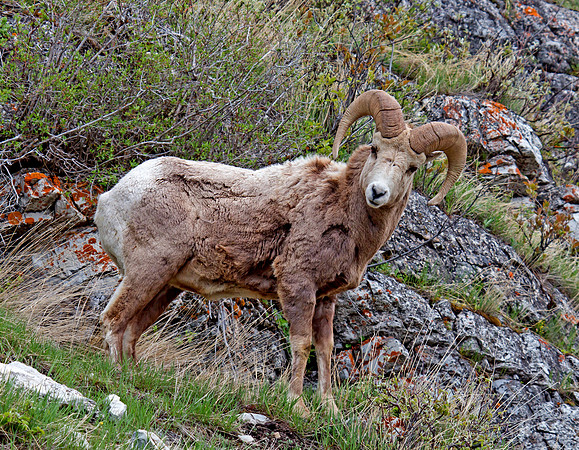 Bighorn sheep