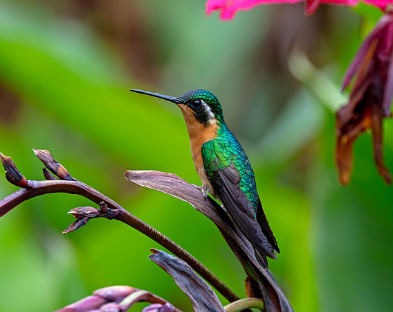 White-throated Mountain-gem