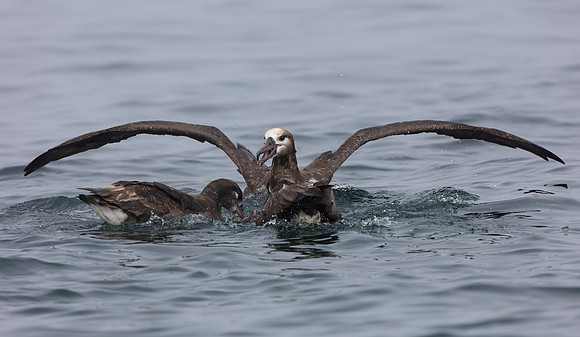 Black-footed Albatross