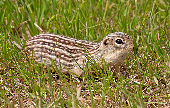 Thirteen-lined Ground Squirrel - "You can't see me"