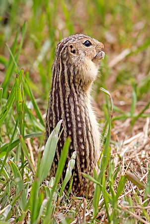 Thirteen-lined Ground Squirrel