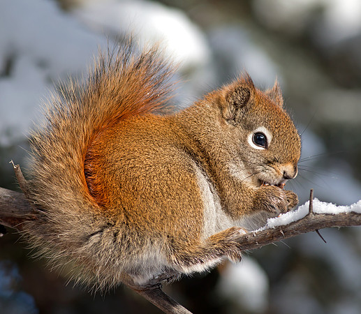American Red Squirrel