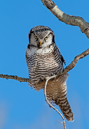 Northern Hawk Owl