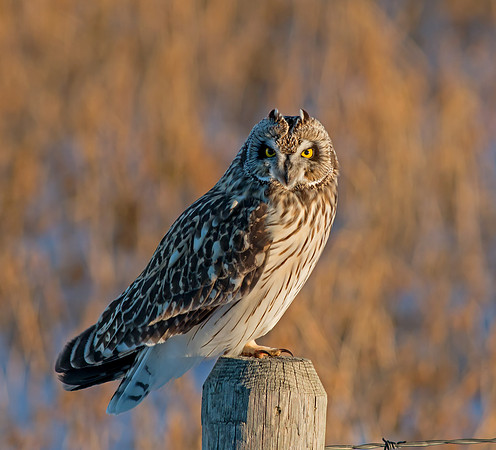 Short-eared Owl