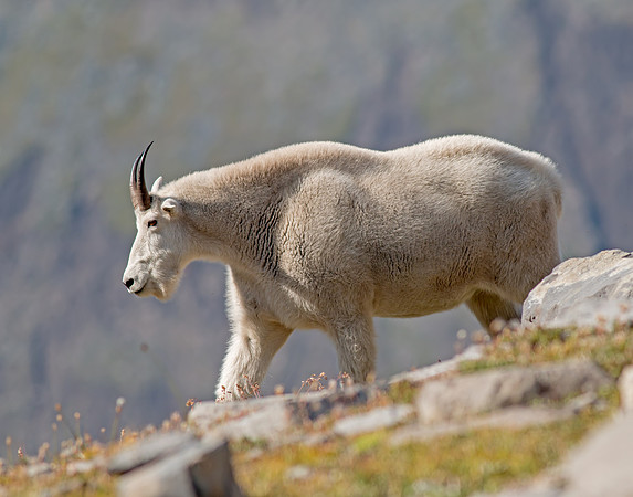 Mountain Goat