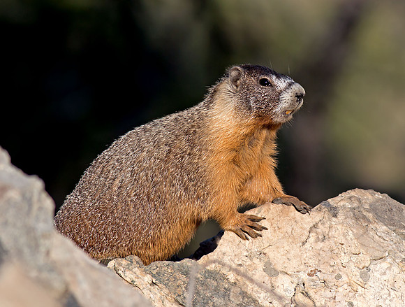 Yellow-bellied marmot