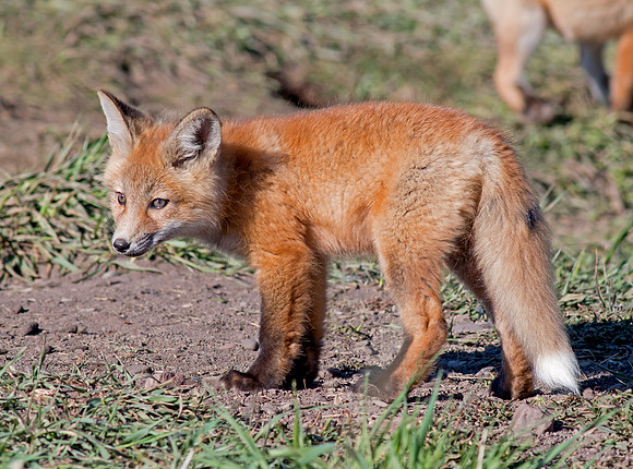 Red Fox